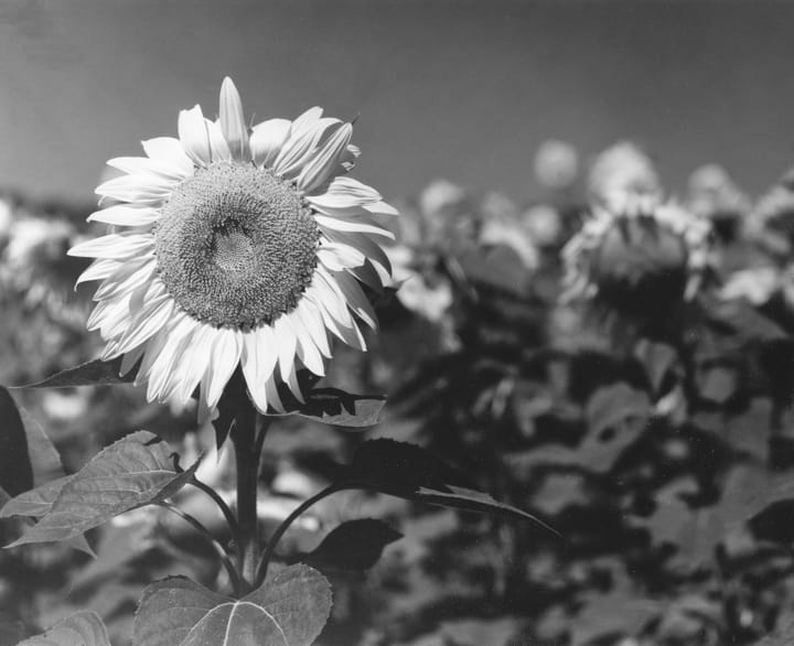 Sunflower Changes Rgb